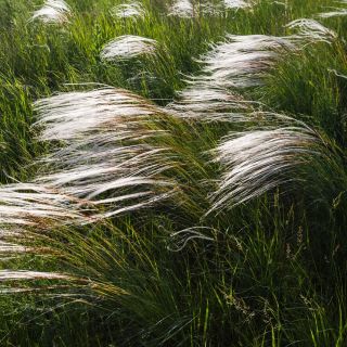 Rumput Feather, Bulu Eropah Rumput benih - Stipa pennata - 10 biji - Stipa joannis