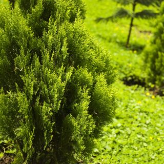 Lawson Cypress seemned - Chamaecyparis lawsoniana - 100 seemet