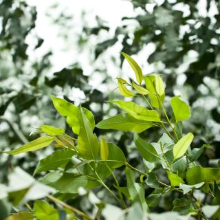 Лимон Эвкалипт, Семена жевательной резинки с ароматом лимона - Corymbia citriodora - Eucalyptus citriodora - семена
