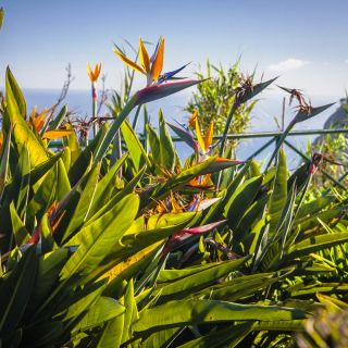 Paradiisi lilleseemned - Strelitzia reginae - 10 seemnet