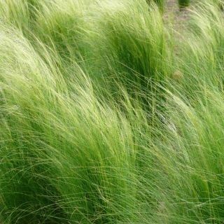 Feather Grass, semillas europeas Feather Grass - Stipa pennata - 10 semillas - Stipa joannis