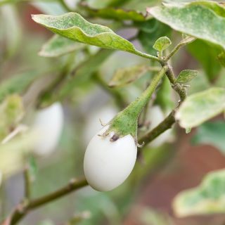 가지 '황금 계란'종자 - 까악 까악 까악 까기밥 - 25 종자 - Solanum melongena - 씨앗