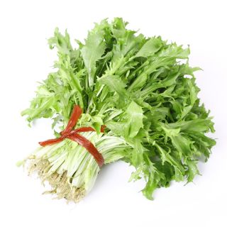 Salat Eskaroll - 300 frø - Cichorium endivia