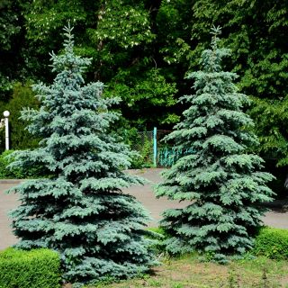 Blue Spruce, Colorado Blue Spruce seeds - Picea pungens glauca - 22 semillas - Picea pungens f. glauca