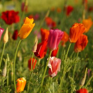 خشخاش كاليفورنيا بذور الخشخاش الذهبي إيششولزيا كاليفورنيا 600 بذرة Eschscholzia Californica ابذرة Garden Seeds Market الشحن مجانا
