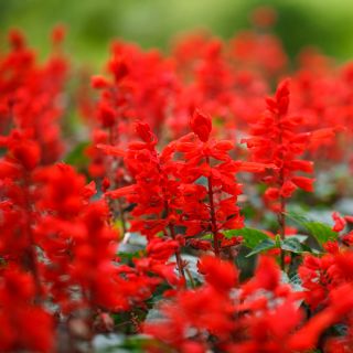 Feuersalbei Mix Samen - Salvia splendens - 84 Samen