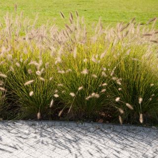 Ornamental Annual Grasses bland frø - 200 frø - 
