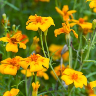 Hạt giống Marigold Golden Gem - Tagetes tenuifolia - 390 hạt