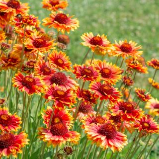 Sementes Blanketflower comuns - Gaillardia aristata - 300 sementes
