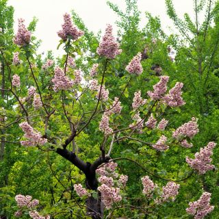 公主树种子 - 泡桐 - Paulownia tomentosa - 種子