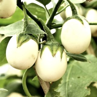 Aubergine - Golden Eggs - 25 frø - Solanum melongena