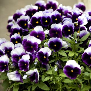 Viola wittrockiana - Lord Beaconsfield - viola e bianco - 250 semi - Viola x wittrockiana