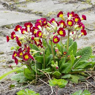 Çuha çiçeği Crescendo Mix tohumları - Çuha çiçeği elatior - 330 tohumlar - Primula elatior