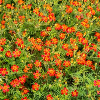 Насіння календули Red Gem - Tagetes tenuifolia - 390 насіння