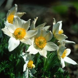 Valkoinen pasque kukka siemenet - Anemone pulsatilla - 90 siemeniä