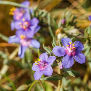 Blue Pimpernel seeds - Anagallis grandiflora - 130 seeds