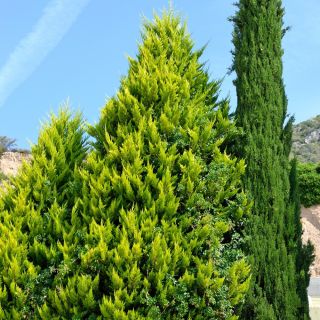 Sementes de Lawson Cypress - Chamaecyparis lawsoniana - 100 sementes