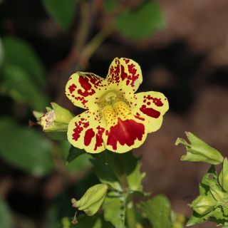 Tiger Monkey Flower (blandet) frø - Mimulus tigrinus - 2500 frø