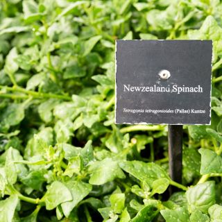 Новозеландски семена от спанак - Tetragonia expansa - 70 семена - Tetragonia expansa L.