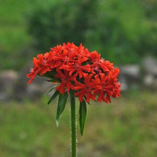 Scarlet Lychnis, sementes da cruz maltesa - Lychnis chalcedonica - 1150 sementes
