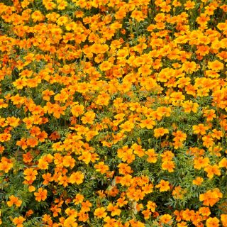 Marigold Orange Gem seeds - Tagetes tenuifolia - 390 biji - benih