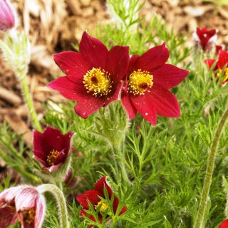 เมล็ดพันธุ์ดอกไม้ Red Pasque - Anemone pulsatilla - 38 เมล็ด