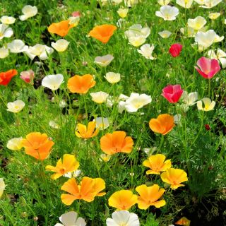 خشخاش كاليفورنيا بذور الخشخاش الذهبي إيششولزيا كاليفورنيا 600 بذرة Eschscholzia Californica ابذرة Garden Seeds Market الشحن مجانا