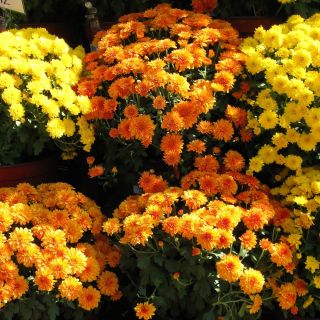 Chrysanthemum Fanfare Improved seeds - Chrysanthemum x koreanum