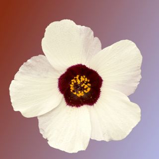 Ketmie d'Afrique, Fleur d'une Heure - 220 graines - Hibiscus trionum