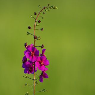 紫色Mullein种子 - 毛蕊花phoeniceum  -  800种子 - Verbascum phoeniceum - 種子