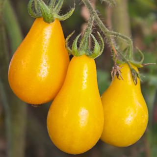黄色の洋ナシトマトの種子 -  Lycopersicon esculentum  -  120種子 - Lycopersicon esculentum Mill  - シーズ