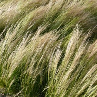 Feather Grass, European Feather Grassfrø - Stipa pennata - 10 frø - Stipa joannis