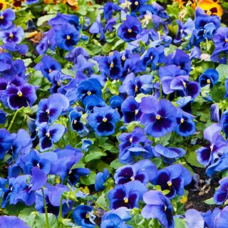פרחי גינה גדולים פרחוניים - כחול עם כתם שחור - 400 זרעים - Viola x wittrockiana 