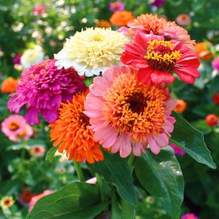Scabiosa-flowered Zinnia - a selection of varieties - 120 seeds