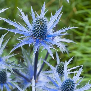 蓝色eryngo，平的海霍莉 -  165种子 - Eryngium planum - 種子