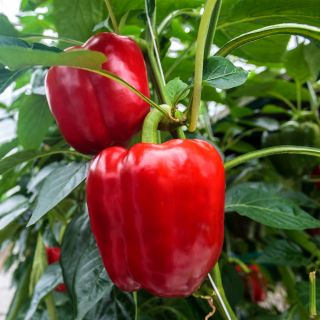 Sweet "Robertina" pepper - 48 seeds