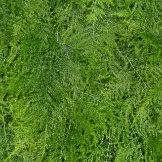 Lace Fern, Klimplanten van asperges - Asparagus plumosus nanus - 13 zaden - Asparagus plumosus.