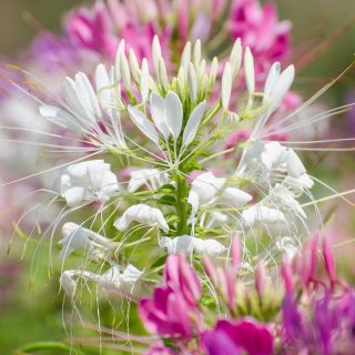 Cleome mixed seeds - Cleome spinosa - 225 seeds