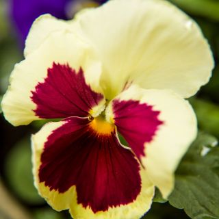 Pansy Imperial Antique Shades, семена на Liebesduett - Viola x wittrockiana - 320 семена