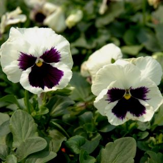 Amor - perfeito - Silverbride, Silberbrauti - Preto e branco - 400 sementes - Viola x wittrockiana