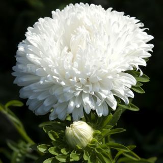 China Aster Flag of Poland , White-Red China Aster seeds - Callistephus chinensis - 450 seeds