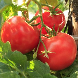 Tomate - Krakus - 320 sementes -  Lycopersicon esculentum Mill.