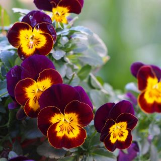 Pensamientos - marrón y amarillo - 320 semillas - Viola x wittrockiana