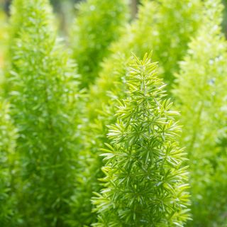 Helecho de espárragos, semillas de espárragos Sprenger - Espárragos sprengeri - 10 semillas - Asparagus densiflorus