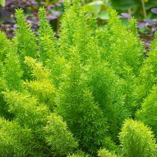 نبات الهليون السرخس ، Sprenger بذور الهليون - الهليون sprengeri - 10 بذور - Asparagus densiflorus - ابذرة