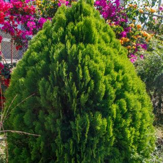 دانه های لاوسوس Cypress - Chamaecyparis lawsoniana - 100 دانه