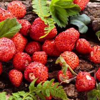 Wild Strawberry Attila Seeds - Fragaria vesca - 330 เมล็ด