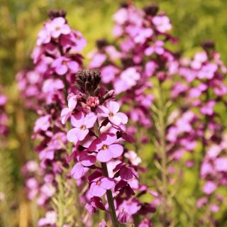 English Wallflower mixed seeds - Cheiranthus Cheiri