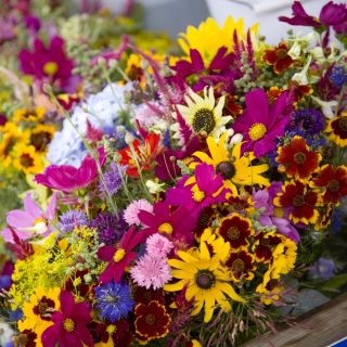 Annual Plants for a Cut Flower mixed seeds - 60 seeds