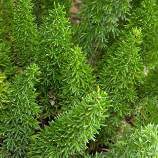 Chřest Fern, Sprenger Semena chřestu - Asparagus sprengeri - 10 semen - Asparagus densiflorus